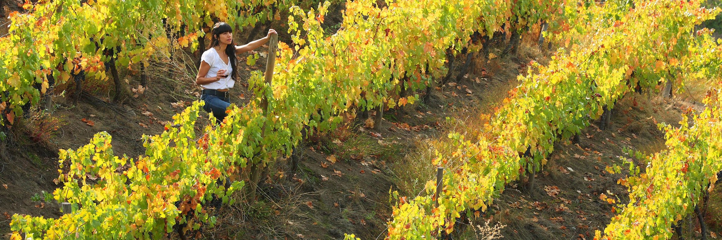Grape harvester walking through sunlit Aconcagua Valley Vineyards. 