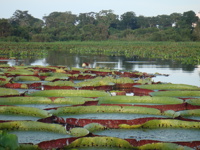 Giant water lilies floating in the Pantanal wetlands, framed by dense vegetation and rich birdlife. 