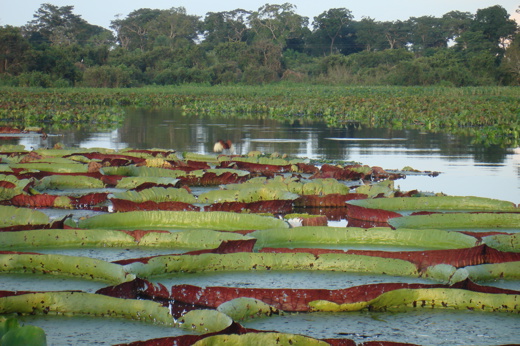 Giant water lilies floating in the Pantanal wetlands, framed by dense vegetation and rich birdlife. 