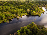 Pristine rainforest