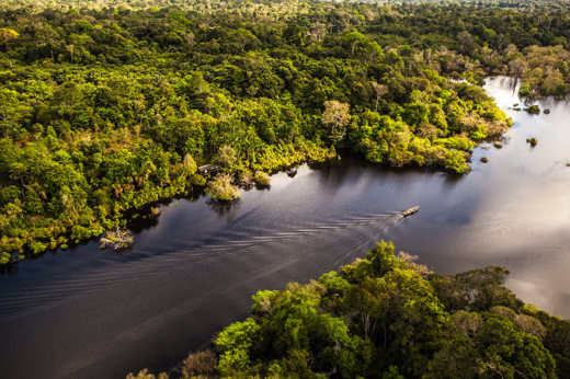 Pristine rainforest