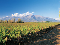 Vineyards stretch across Chile's Santa Cruz Valley with the Andes rising behind under a clear blue sky. 