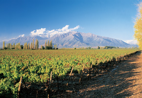 Vineyards stretch across Chile's Santa Cruz Valley with the Andes rising behind under a clear blue sky. 