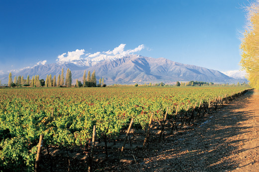 Vineyards stretch across Chile's Santa Cruz Valley with the Andes rising behind under a clear blue sky. 