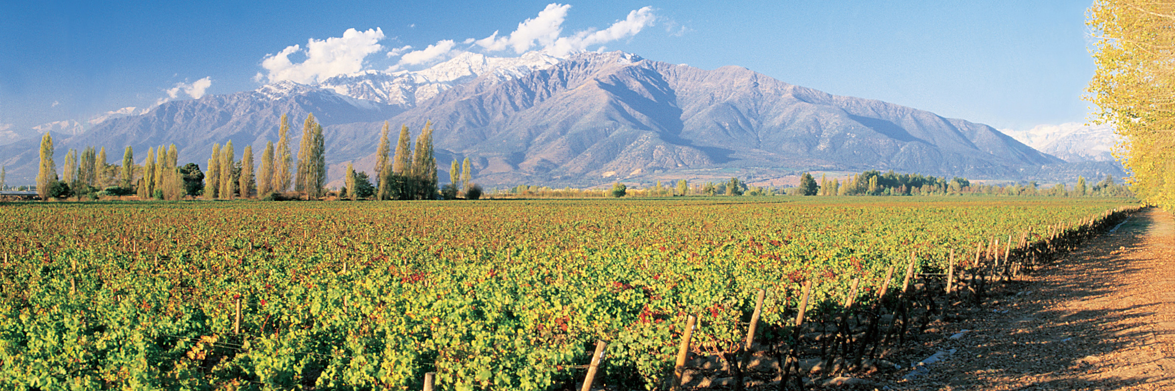 Vineyards stretch across Chile's Santa Cruz Valley with the Andes rising behind under a clear blue sky. 