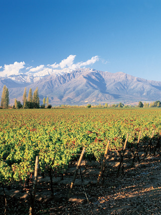 3981 Santa Cruz Vineyards