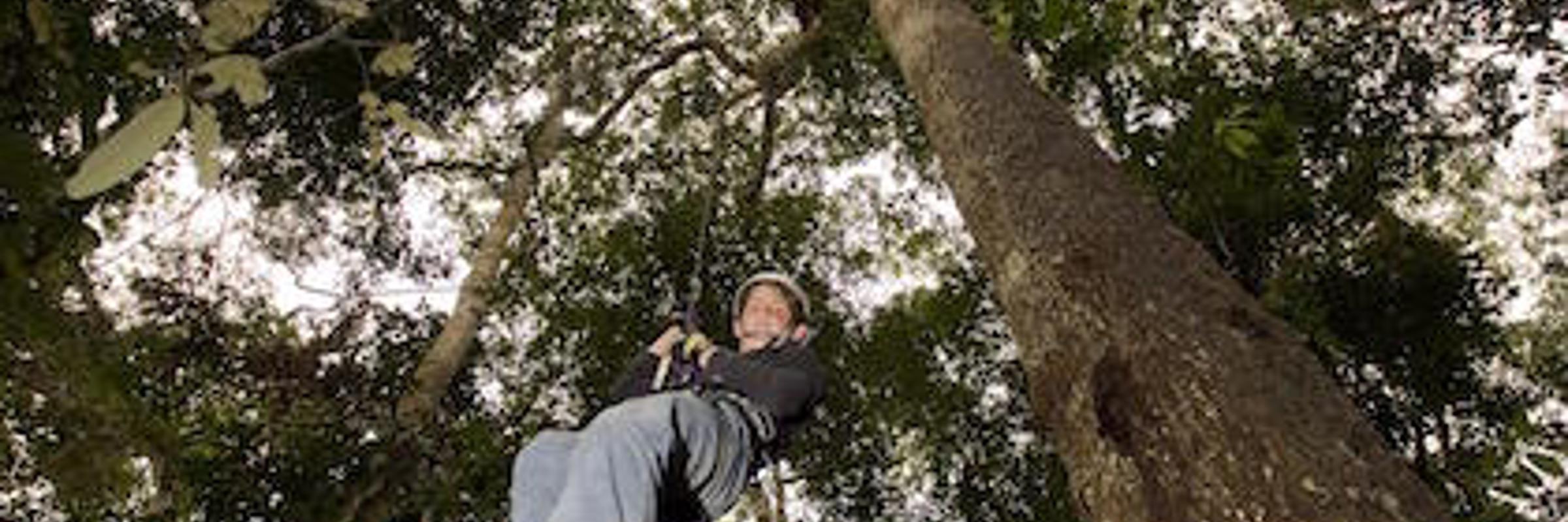 8583 Amazon Canopy Climbing