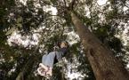 8583 Amazon Canopy Climbing