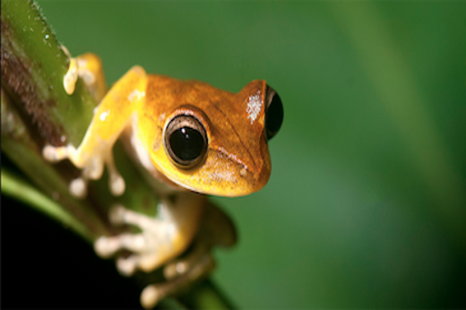 8580 Jungle Night Walks