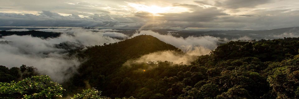 Forêt nuageuse dans la Vallée de Mindo