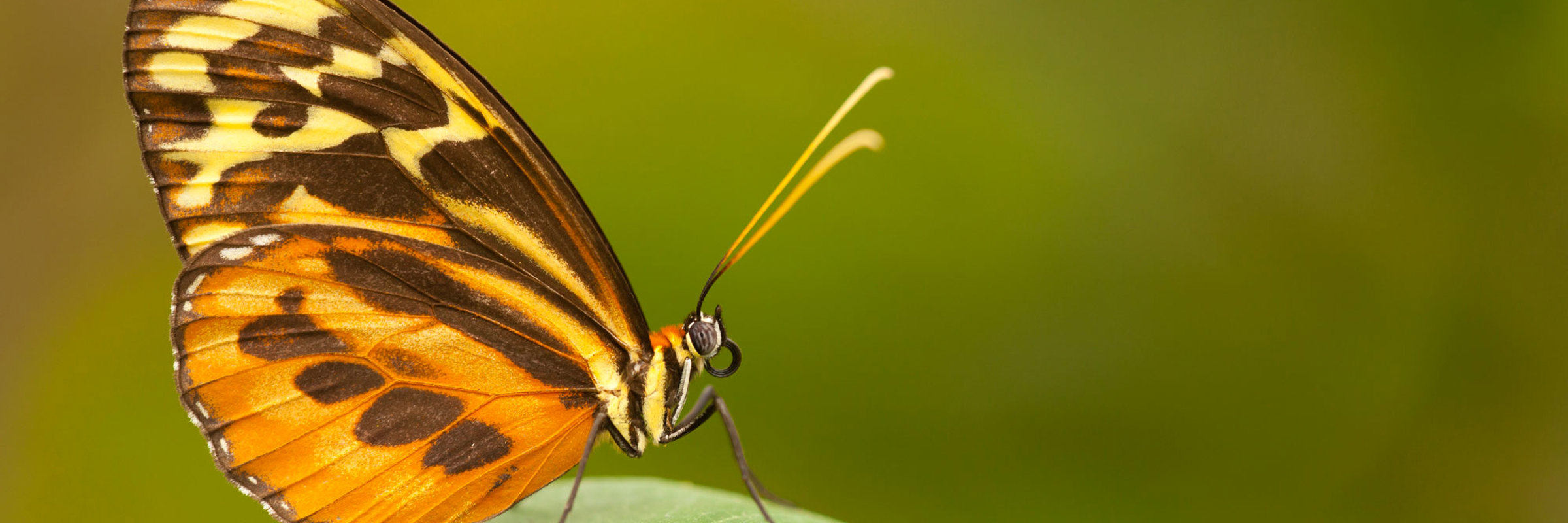 8595 Butterfly House