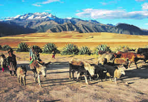 Locals with donkeys in Peru's Sacred Valley of the Incas under the Andean mountain peaks. 