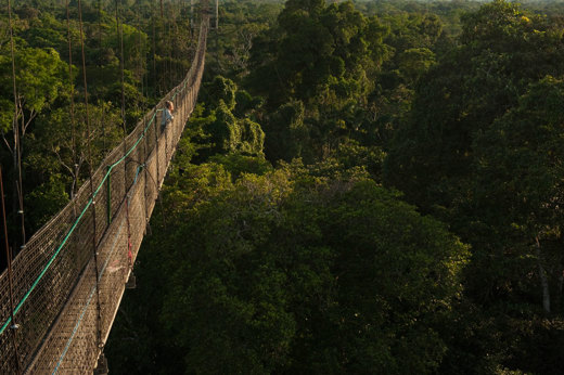 8594 Canopy & Treetop Walks