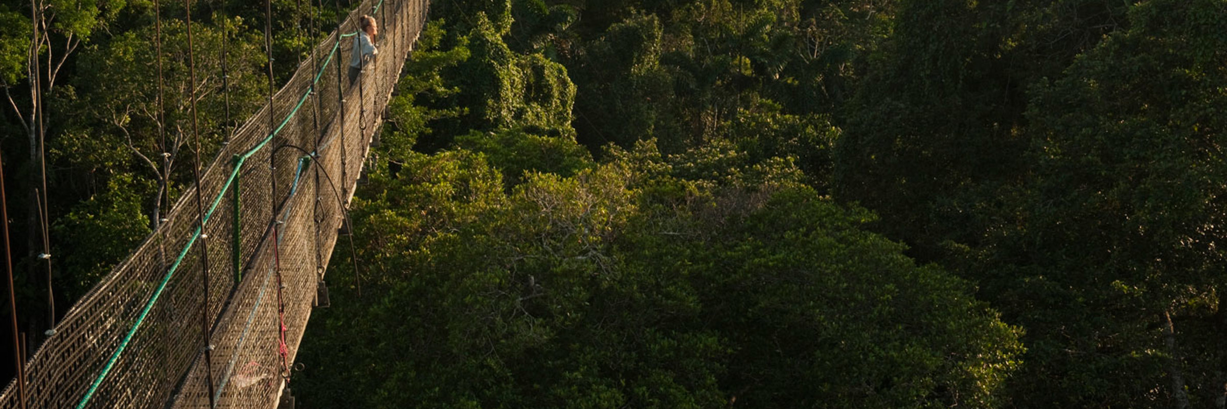 8594 Canopy & Treetop Walks