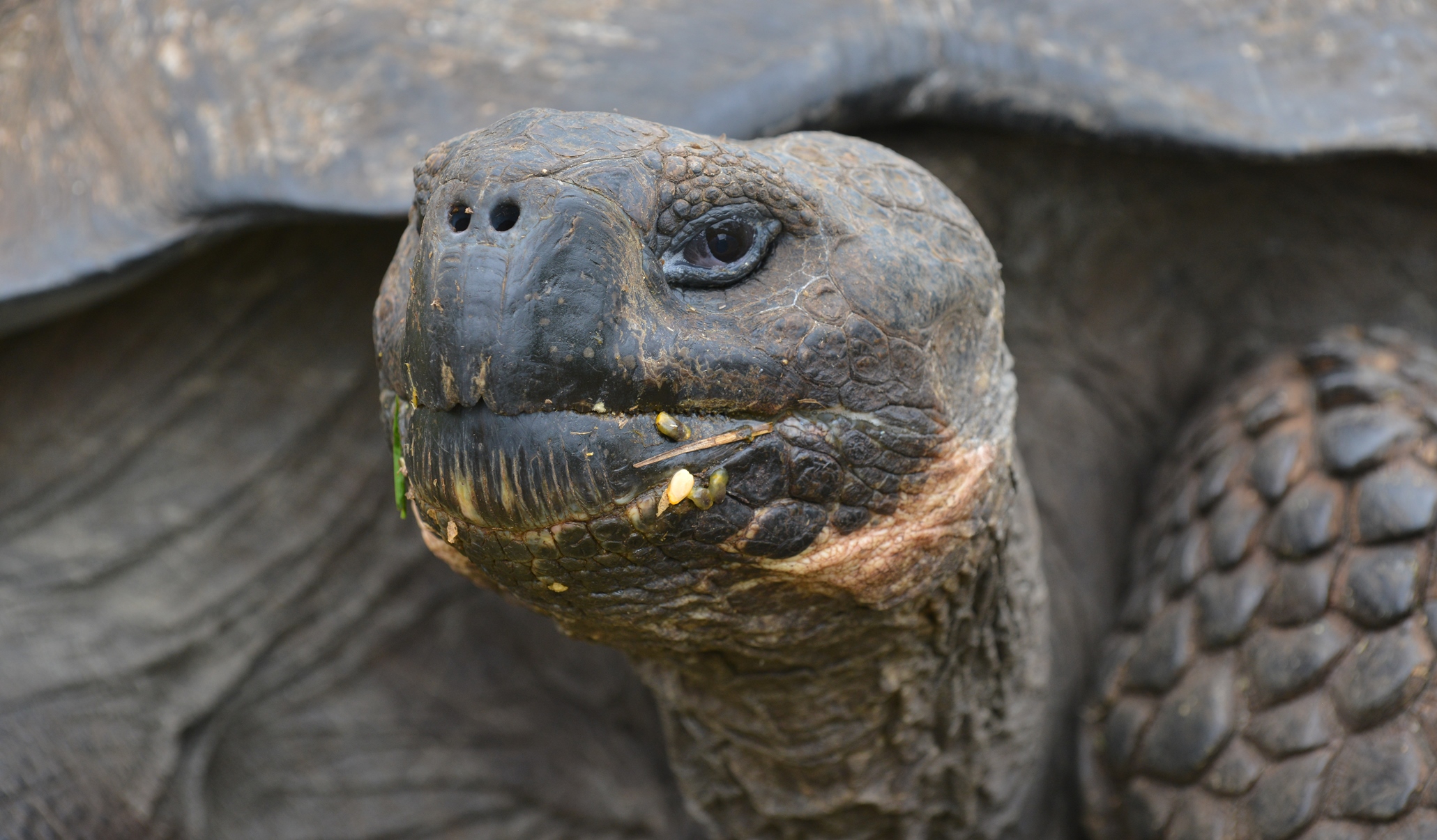 8080 Darwin & The Galapagos Islands