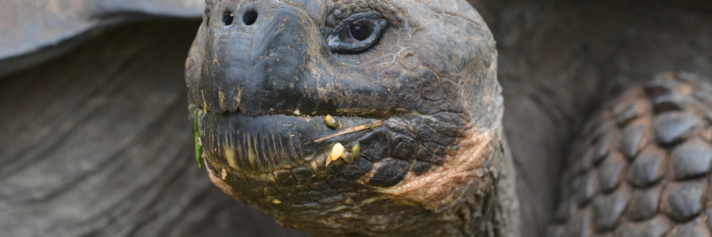 8080 Darwin & The Galapagos Islands
