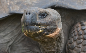 8080 Darwin & The Galapagos Islands