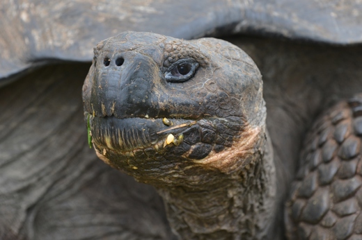 8080 Darwin & The Galapagos Islands