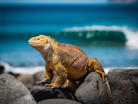 1677 Galapagos Islands
