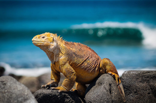 1677 Galapagos Islands