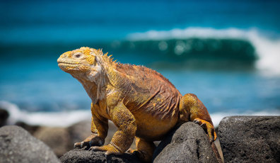 1677 Galapagos Islands