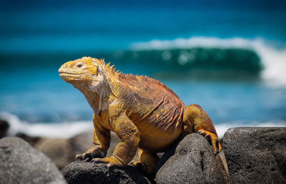 1677 Galapagos Islands