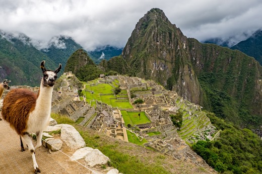 A curious llama stands at the edge of Machu Picchu, surveying the ancient citadel. 