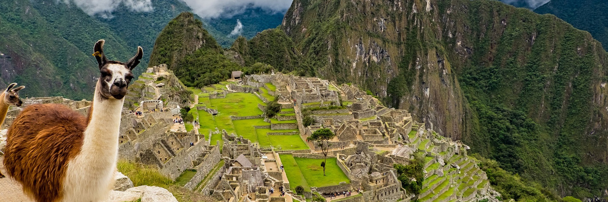 A curious llama stands at the edge of Machu Picchu, surveying the ancient citadel. 