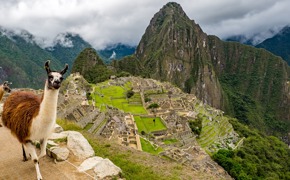 A curious llama stands at the edge of Machu Picchu, surveying the ancient citadel. 