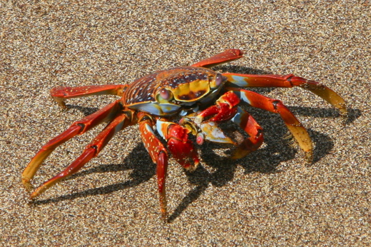 4331 Wildlife