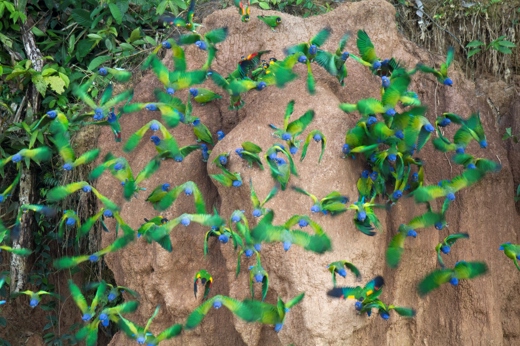 8572 Macaw & Parrot Clay Licks