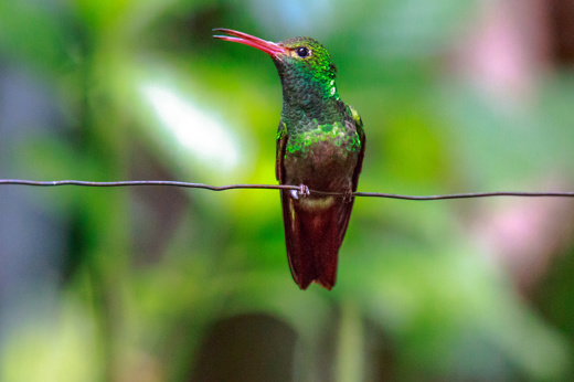 9301 Mindo Cloud Forest