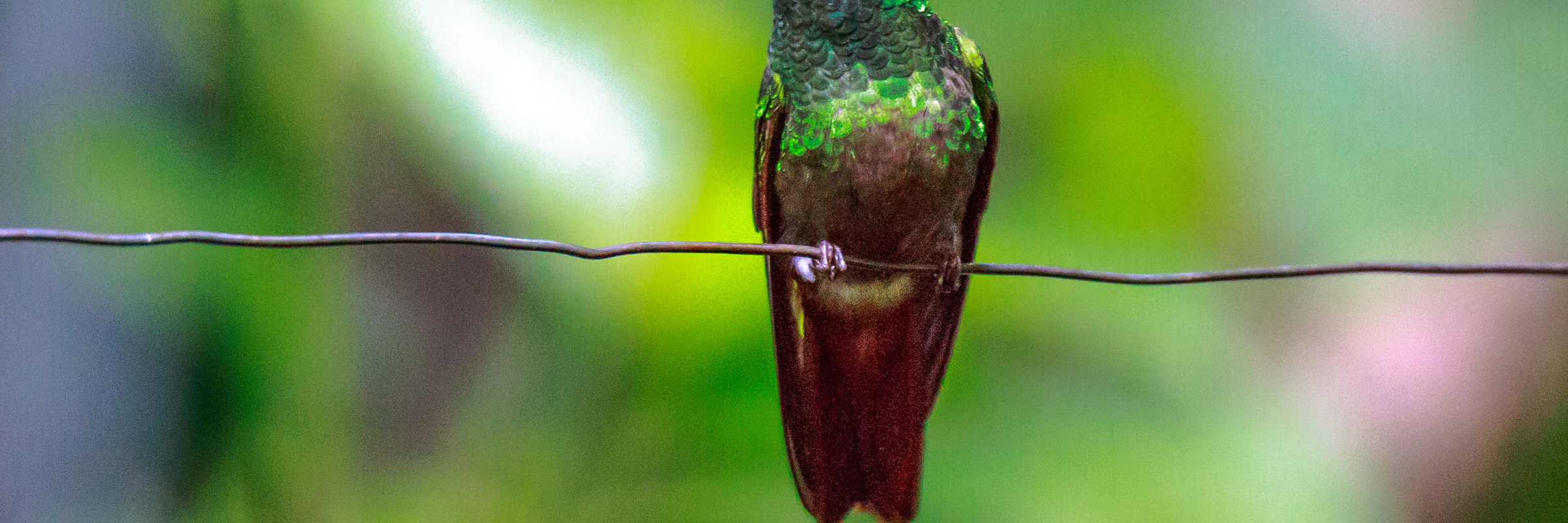 9301 Mindo Cloud Forest