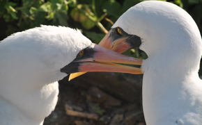 8078 When To Visit The Galapagos Islands