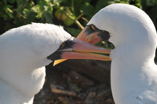 8078 When To Visit The Galapagos Islands