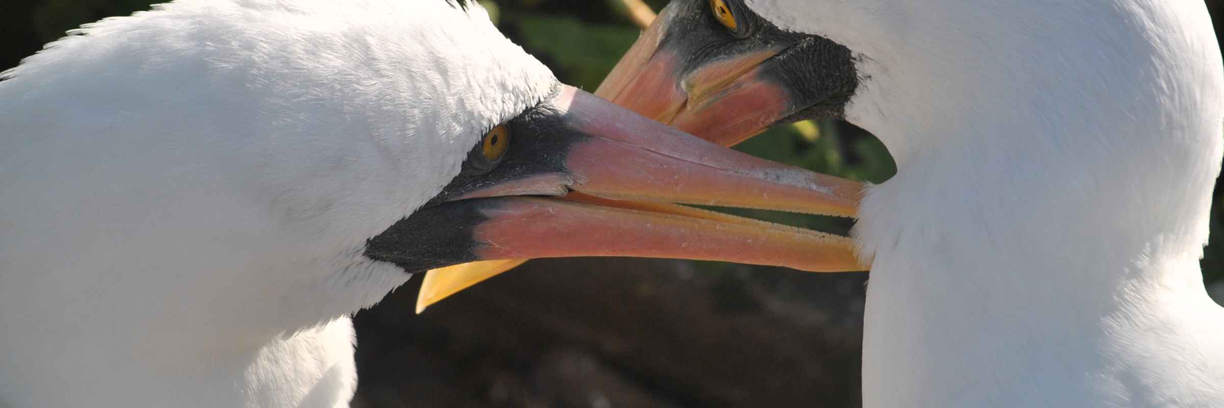 8078 When To Visit The Galapagos Islands