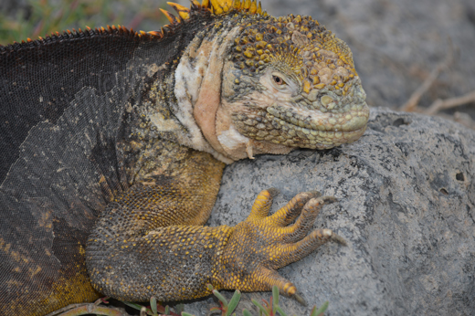 5267 Galapagos Animals: What To See & Where