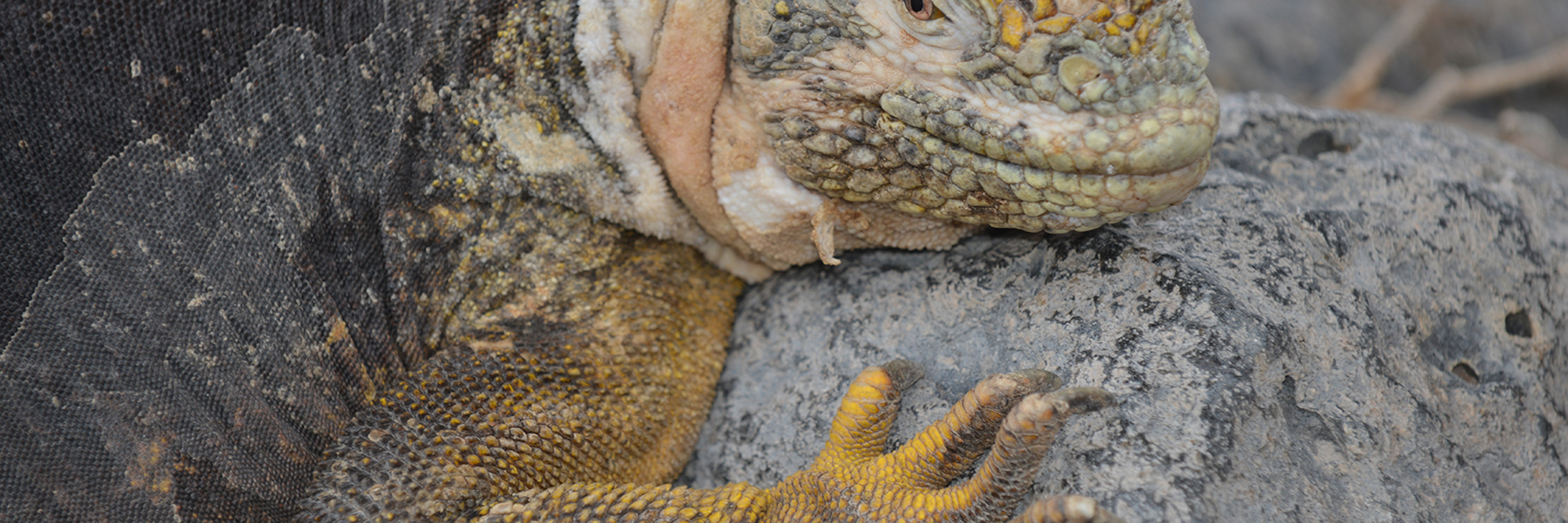 5267 Galapagos Animals: What To See & Where