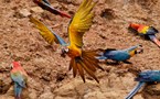 Perroquets en Amazonie Péruvienne