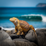 Image for: 1534 Ecuador & Galapagos