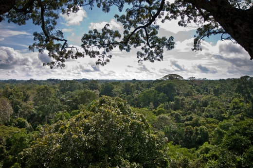 3152 Venture Into The Amazon