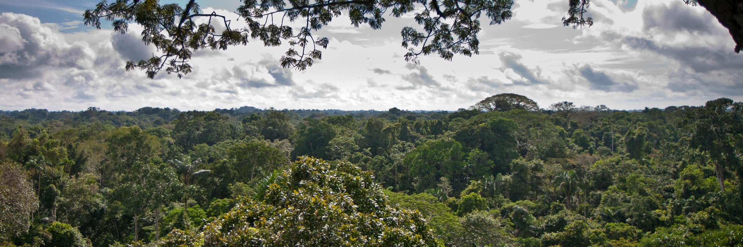3152 Venture Into The Amazon