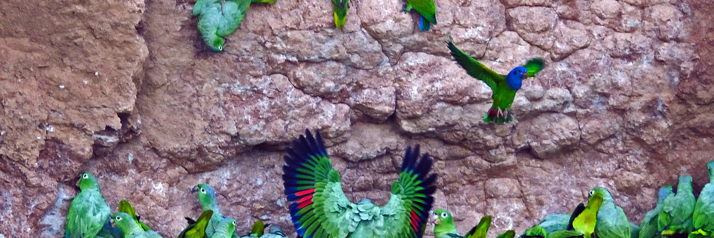 8587 Macaw & Parrot Clay Licks