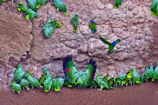 8587 Macaw & Parrot Clay Licks