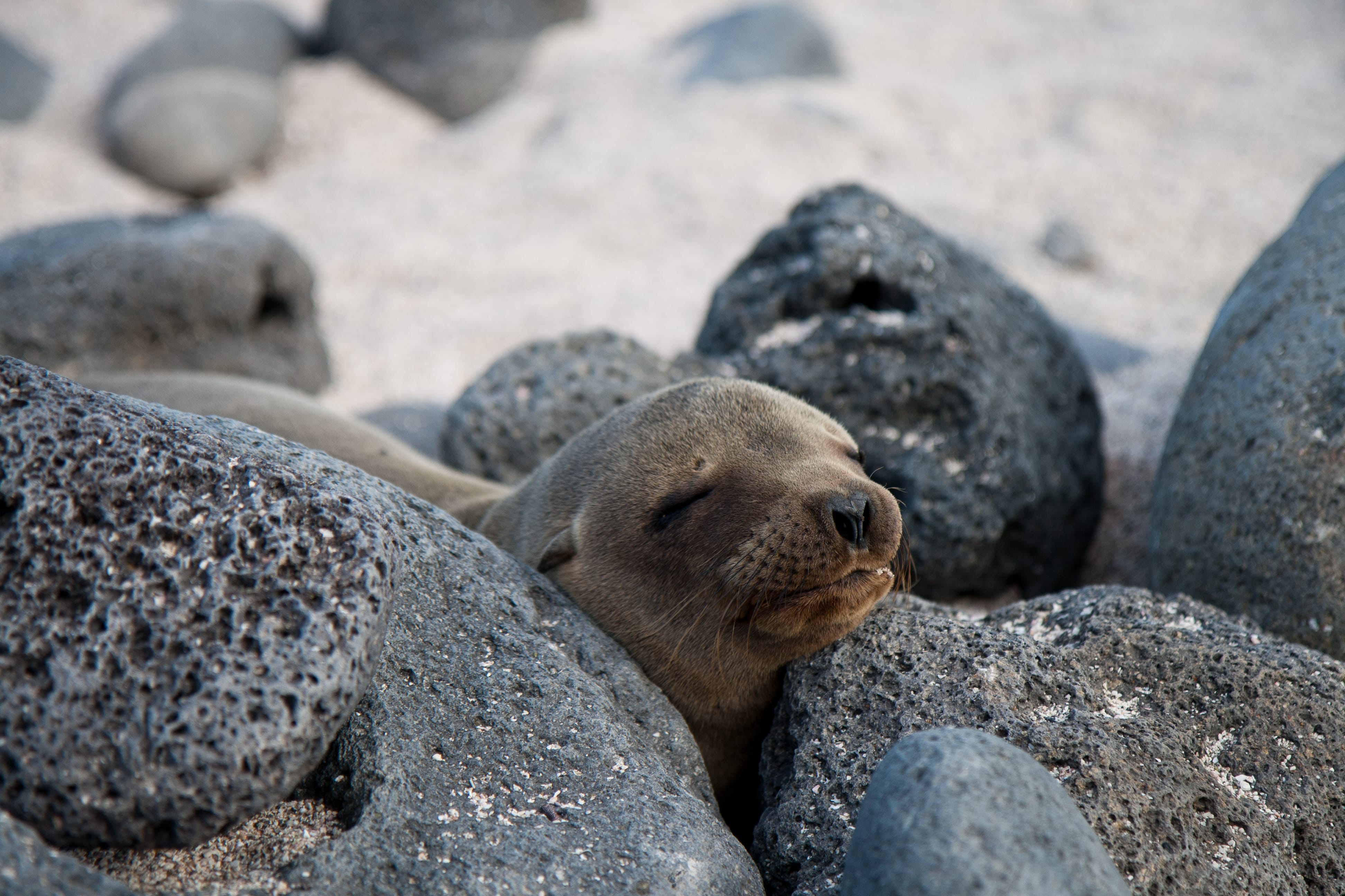 3158 Getting Closer To Nature: My Week In The Galapagos