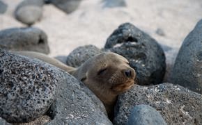 3158 Getting Closer To Nature: My Week In The Galapagos