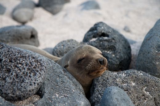 3158 Getting Closer To Nature: My Week In The Galapagos