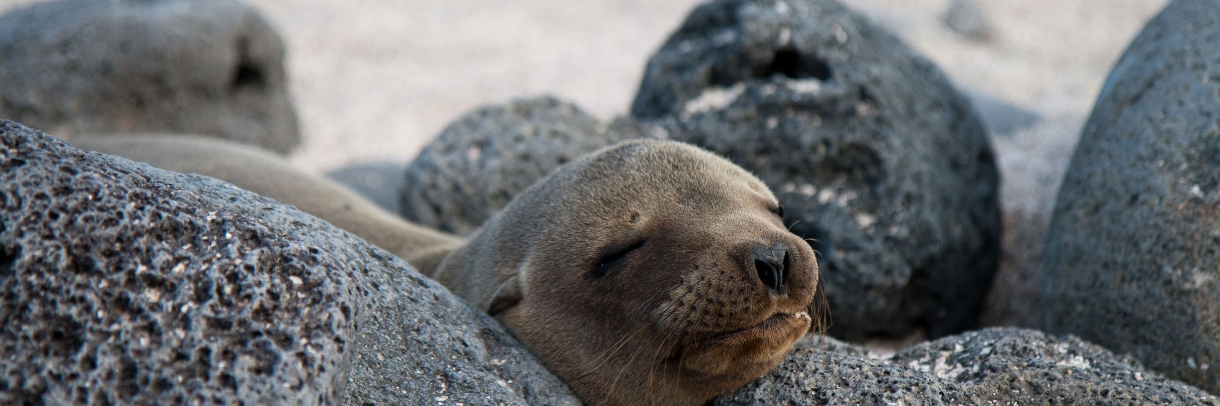 3158 Getting Closer To Nature: My Week In The Galapagos