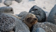3158 Getting Closer To Nature: My Week In The Galapagos
