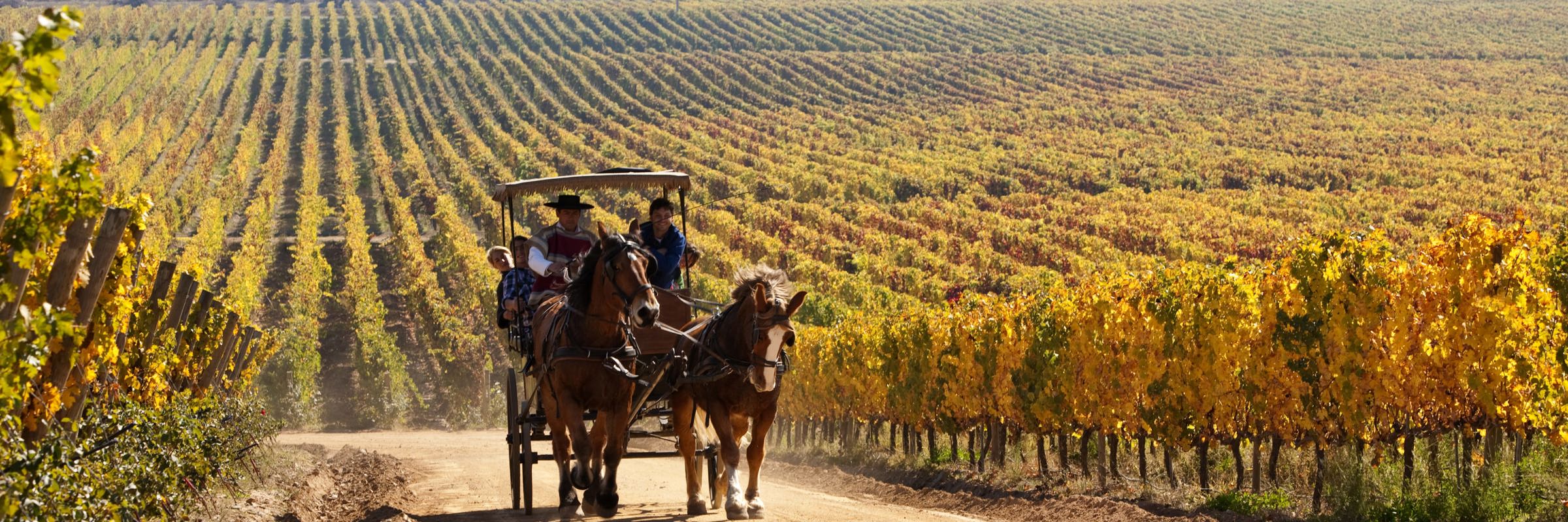 Horse-drawn carriage through scenic vineyards in Colchagua Valley, Chile. 